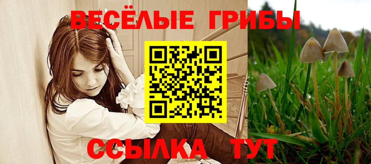 Псилоцибиновые грибы Psilocybe Пушкино